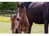 n. 2021 m. Jeu St Eloi & Qazabelle du Lion - Mai 2021