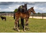 n. 2021 m. Jeu St Eloi & Qazabelle du Lion - Mai 2021