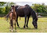 n. 2021 m. Jeu St Eloi & Qazabelle du Lion - Mai 2021