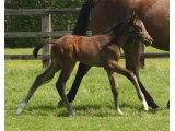 Hakuna Nakota Foal