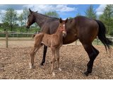 Kapypso du Chesnay m. par Conillon & Diva Folle