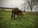 m.20 Down Under x Cokoriko (Photo prise le 01/02/2020)