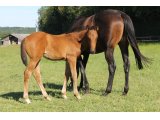 m.20 Lilly du Havre x Zarak (photo prise le 24/05/2020)