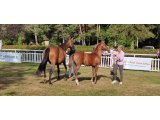 MARQUIZ SAPI 4eme des foals précoces au National de de L'Obstacle