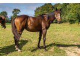 Java des Sources 2019 f. (Whitecliffosdover & Speedy des Sources)