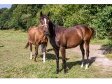 Java des Sources 2019 f. (Whitecliffsofdover & Speedy des Sources)