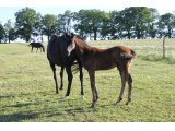 m.20 Cokoriko x Calonge (Photo prise le 24/05/2020)