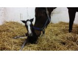 Hurricane Smart à la naissance