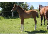 n. 2020 f. Authorized & Adula