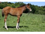 n. 2020 f. Authorized & Adula