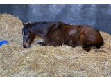 Megawatt des Pins (Roman Beauty x Whitecliffsofdover) - Domaine des Pins Elevage Pension Soins - Jessica Rainer