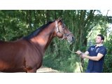 Sri Putra au Haras du Saz - Septembre 2015