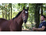 Sri Putra au Haras du Saz - Septembre 2015
