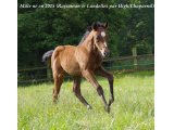 Rajamsyl par Rajsaman et Landelles (High Chaparral)