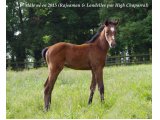 Rajamsyl par Rajsaman et Landelles (High Chaparral)