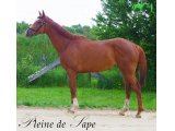 Pleine de sape