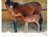 Filly by TORNIBUSH