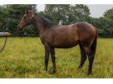 Kakao Blue 2020 h. Magician & Princesse Bleue - juin 2021