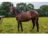 Kakao Blue 2020 h. Magician & Princesse Bleue - juin 2021