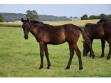 LAC DE COME (M.21 Elliptique x Aguicheuse) - Juillet 2021