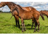 n. 2021 f. No Risk At All & Sainte Iris - juin 2021