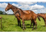 n. 2021 f. No Risk At All & Sainte Iris - juin 2021