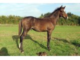 Jitomir (Castle du Berlais & Cypria)