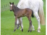 ANA NOVA FOAL