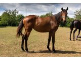 Miss Varaville 2019 f. Honolulu & Speedy Blue