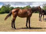 Miss Varaville 2019 f. Honolulu & Speedy Blue