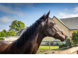 Ibis des Sources 2018 h. (Thewayyouare & Speedy des Sources)