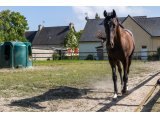 Ibis des Sources 2018 h. (Thewayyouare & Speedy des Sources)