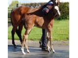 PRINCESS ASTA FOAL