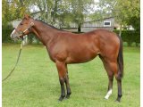 PRINCESS ASTA YEARLING