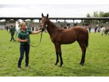 Jean Jean Le Fou (Hello Sunday & Diva Folle) - Show AQPS Le Lion d'Angers - 5 sept 2019