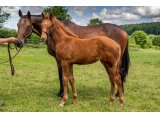 n. 2021 f. Nirvana du Berlais & Ticket Holder - juin 2021