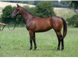 CAIPIRINIA YEARLING