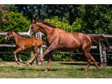 Mélodienne (Kitten's Joy & Melody Maiden)