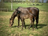 f.20 Angie Jolie x Cokoriko (Photo prise le 09/04/2020)