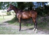 Justin de Montavé m. 2019 par Honolulu & Just In - Août 2020