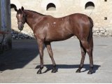 Midnight In Paris Yearling