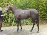 Midnight In Paris Yearling