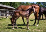 n. 2020 m. Great Pretender & Divinéa