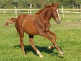 duchesse