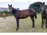Claude du Poteau f. 2019 (Konig Turf & Six Cotes)