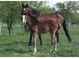 Alto des Mottes, foal