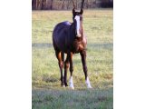 Alto des Mottes, yearling