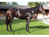 Hicara Blue (Vibraye x Montmartre) - Domaine des Pins Elevage Jerczek Rainer