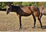 femelle par Papal Bull & Klassical Risk