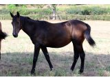 Joliette Collonges (Aout 2020)